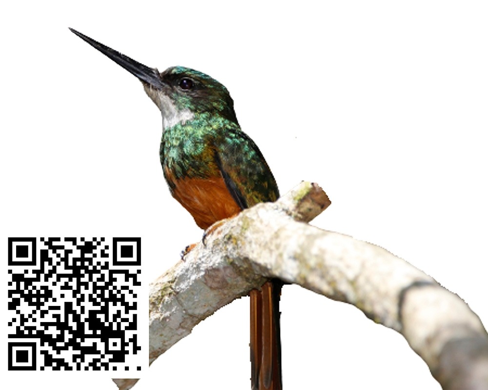 Ariramba-de-cauda-ruiva