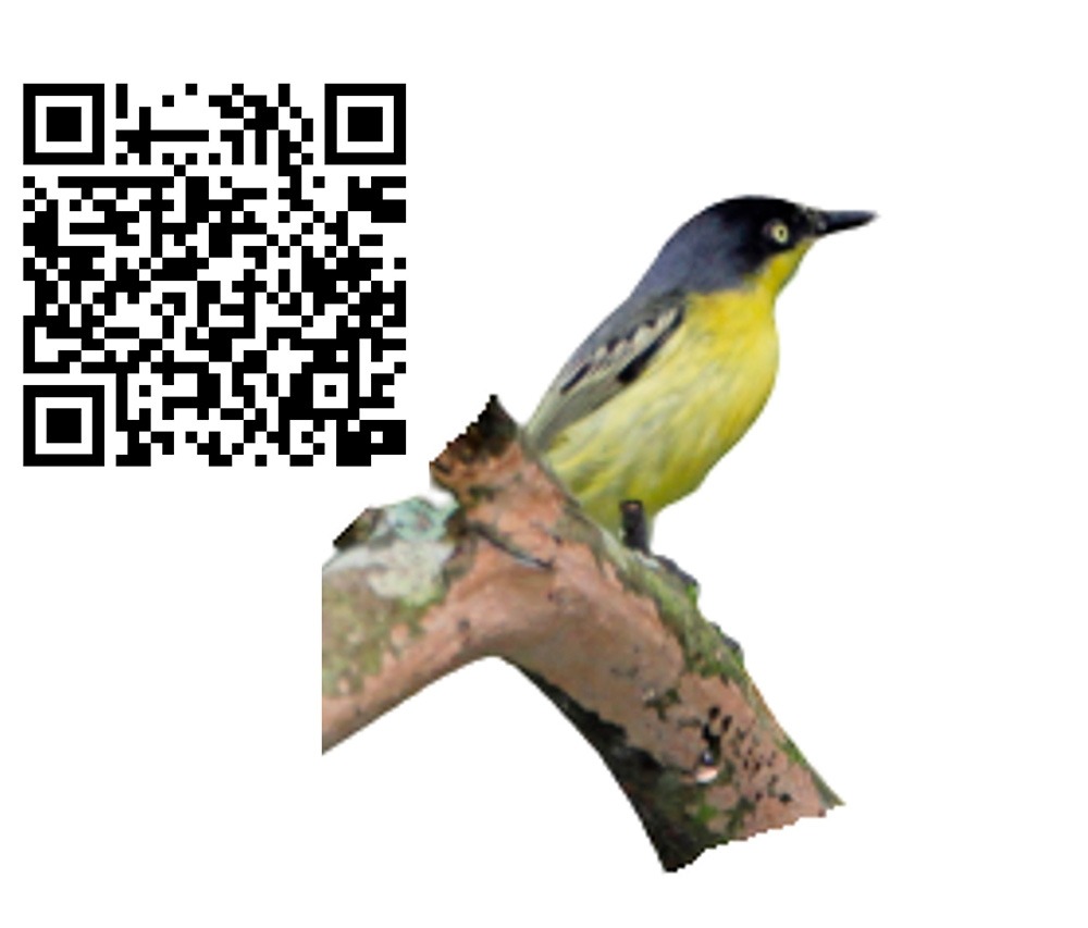 Ferreirinho-relógio