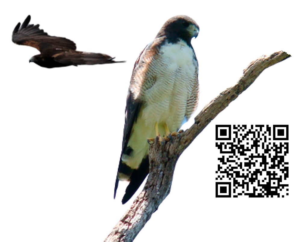 Gavião-de-rabo-branco