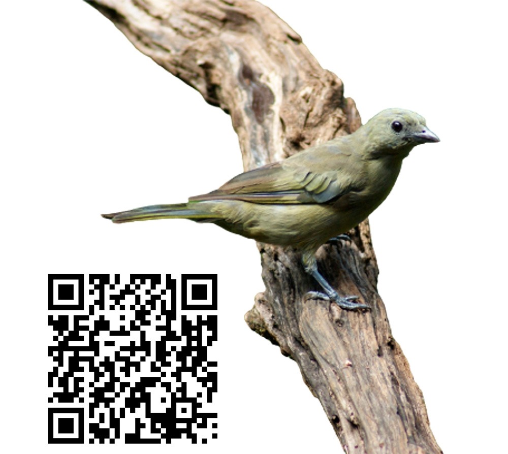 Sanhaço-do-coqueiro